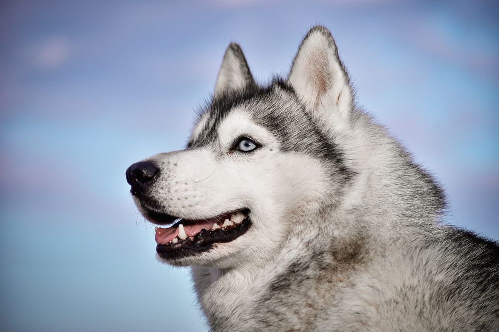 Photograph by Ксения Чапуринская