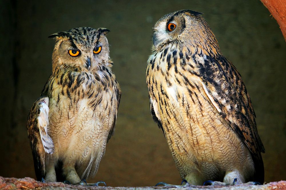 Photograph by mehdi karimi souderjani