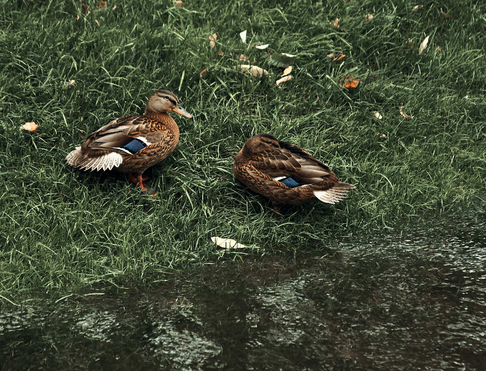 Photograph by Ольга Филатова