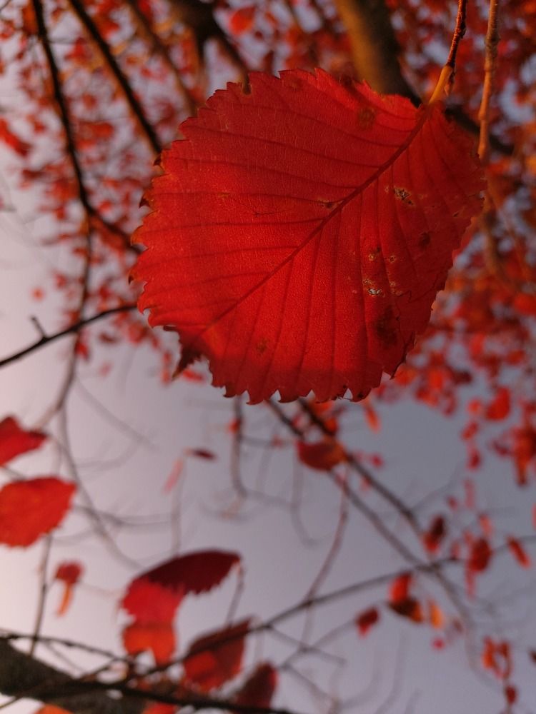 Фотография автора Софья Алексеева