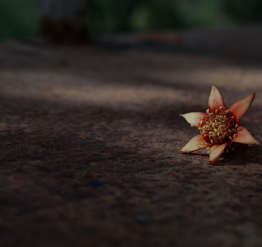 Фотография автора bahar td