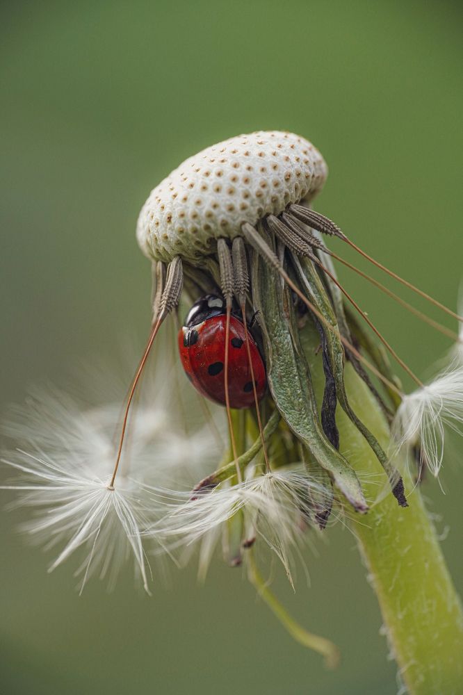 Photograph by Ольга Ларизадех