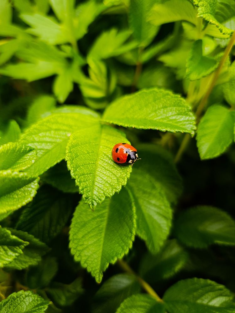 Photograph by Надежда Кузьмичева