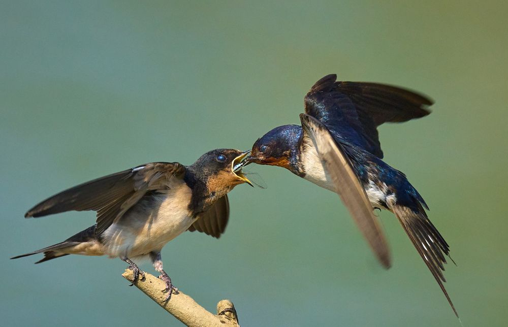 Фотография автора Maurice Leung