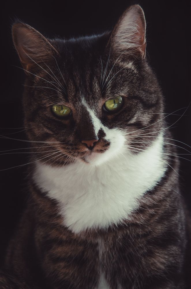 Котосессия