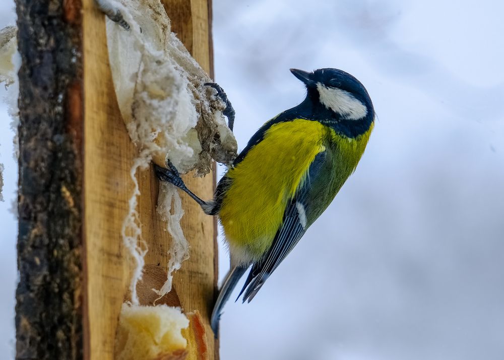 Photograph by Сергей Кравченко