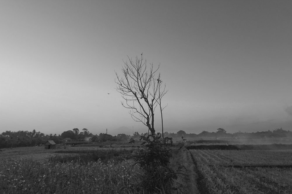 Photograph by dewa putra