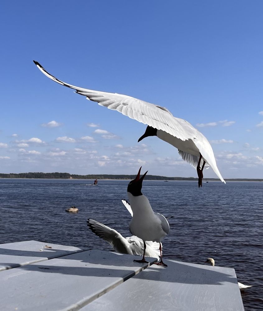 Photograph by Елена Антонова