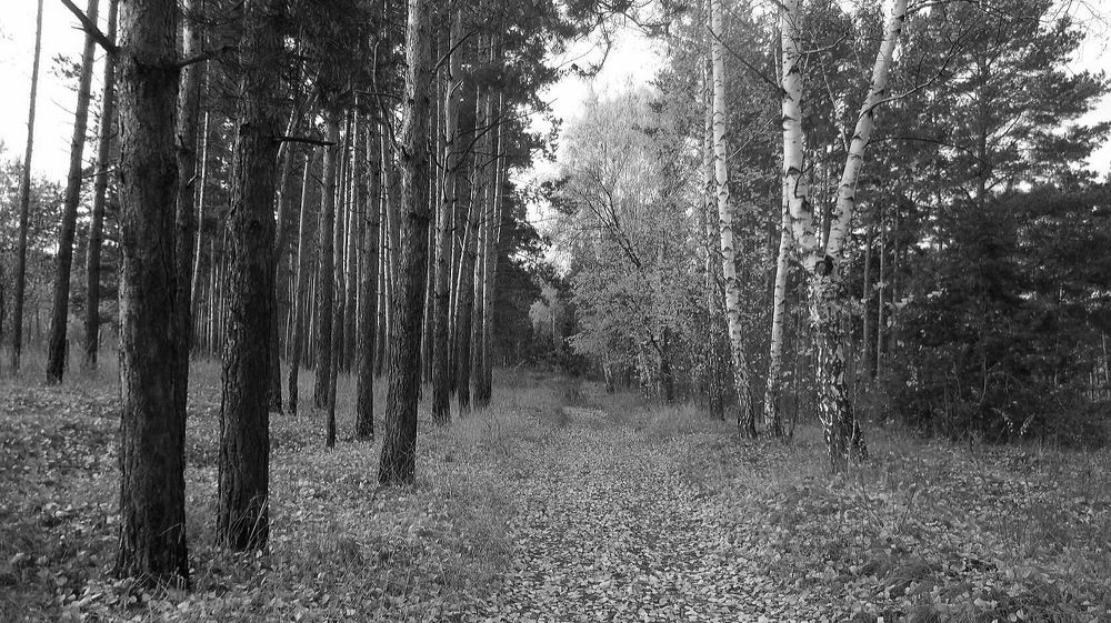 Фотография автора Павел Попов