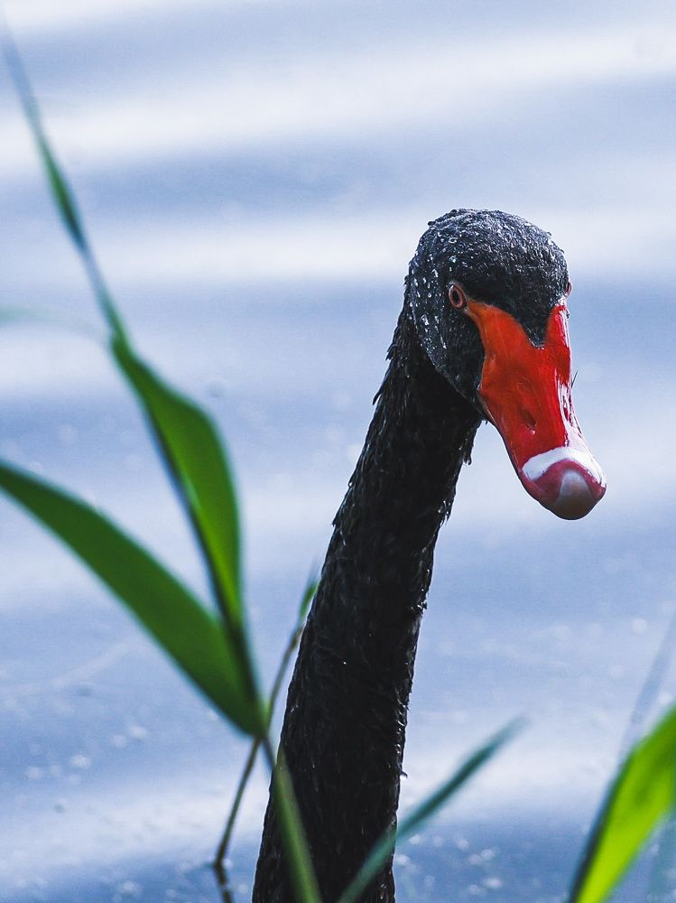 Photograph by Шевалье Татьяна