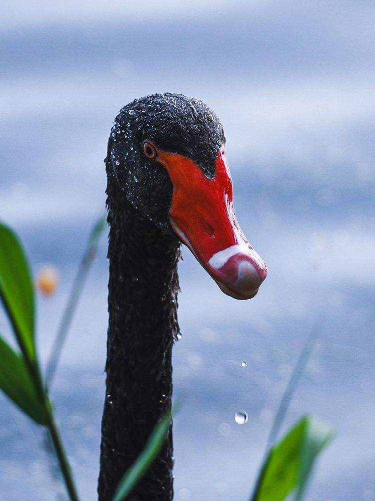 Photograph by Шевалье Татьяна