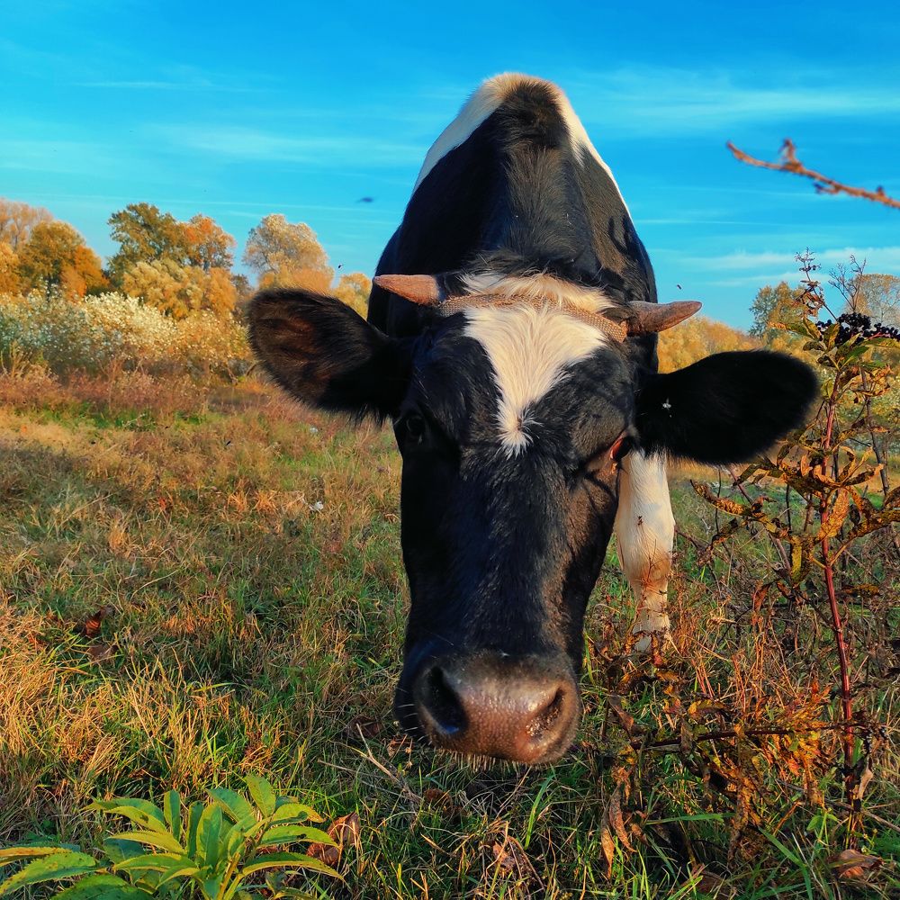 Photograph by Ирина Адлер