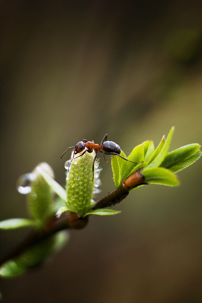 Photograph by Екатерина Мезенова