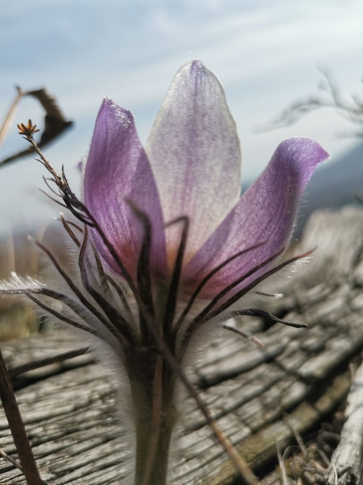 Photograph by Александра Барсукова