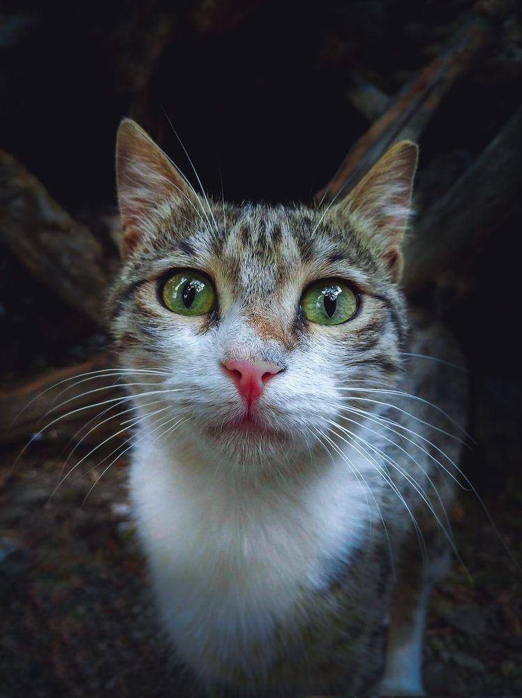 Photograph by Ali Rashtbari