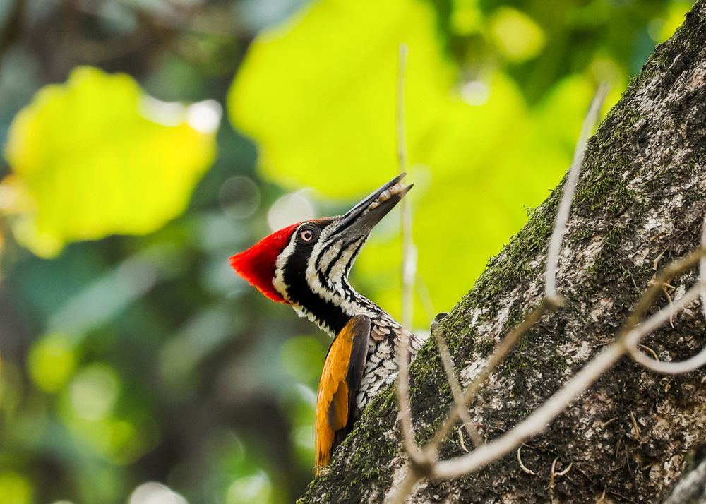 Фотография автора Prithul Das