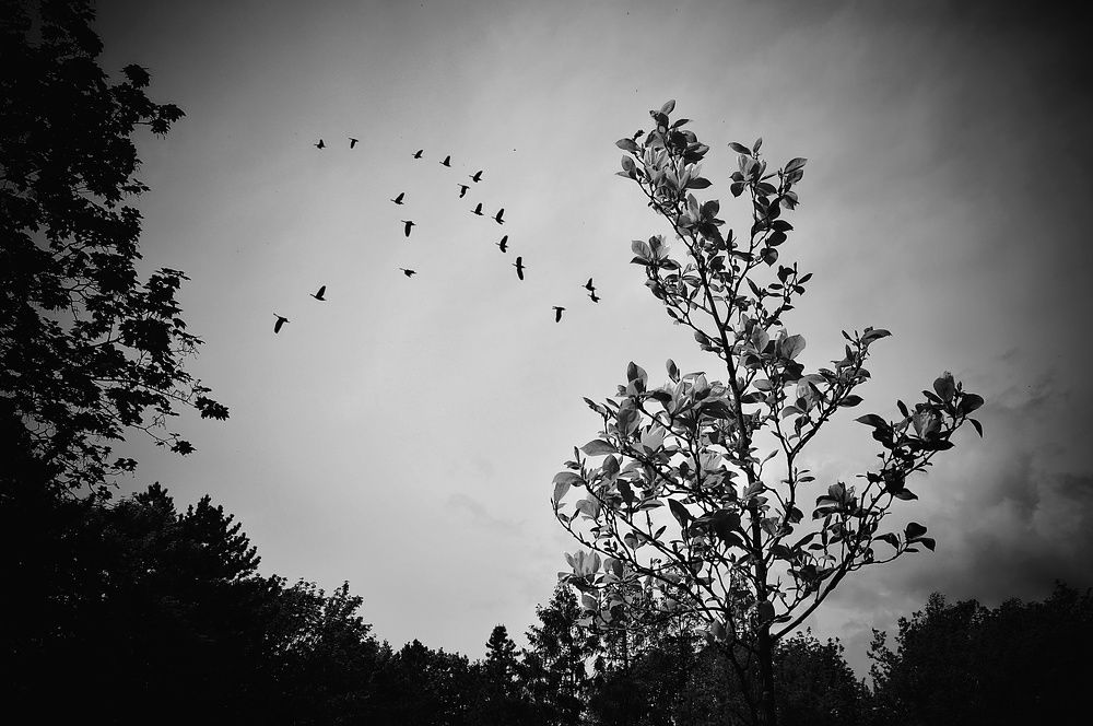 Photograph by Jaroslav Sameš