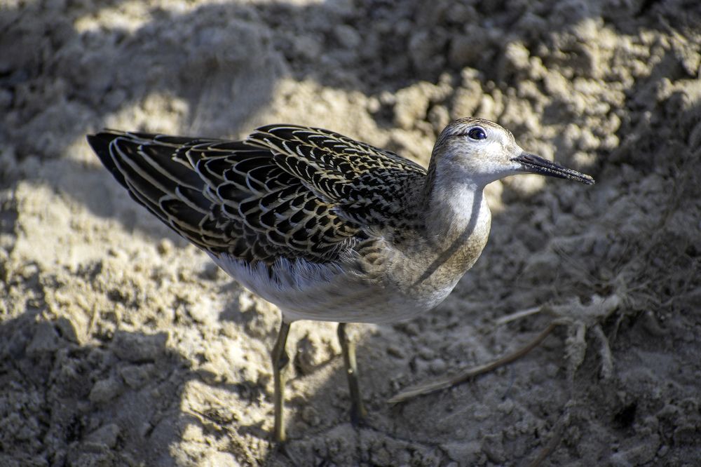 Фотография автора Андрей Гордиенко