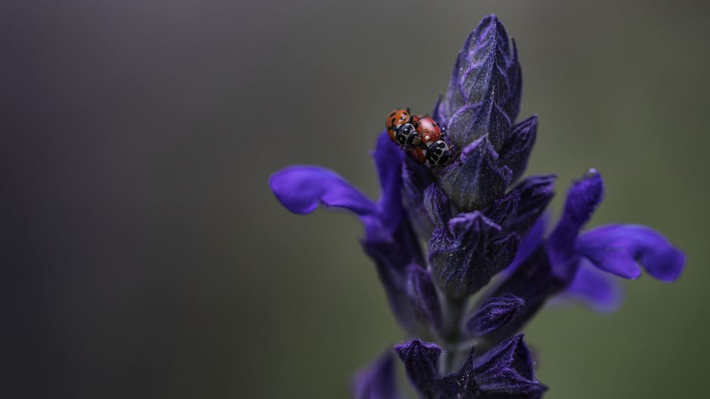 Photograph by Hillel Shatz