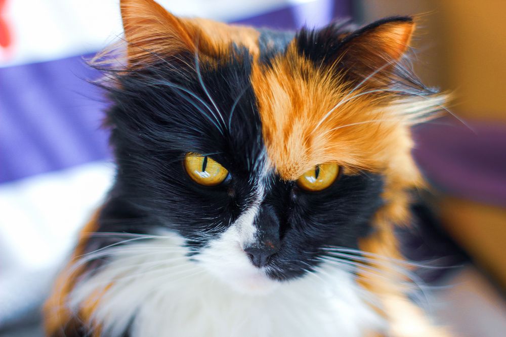 Портрет моей кошки