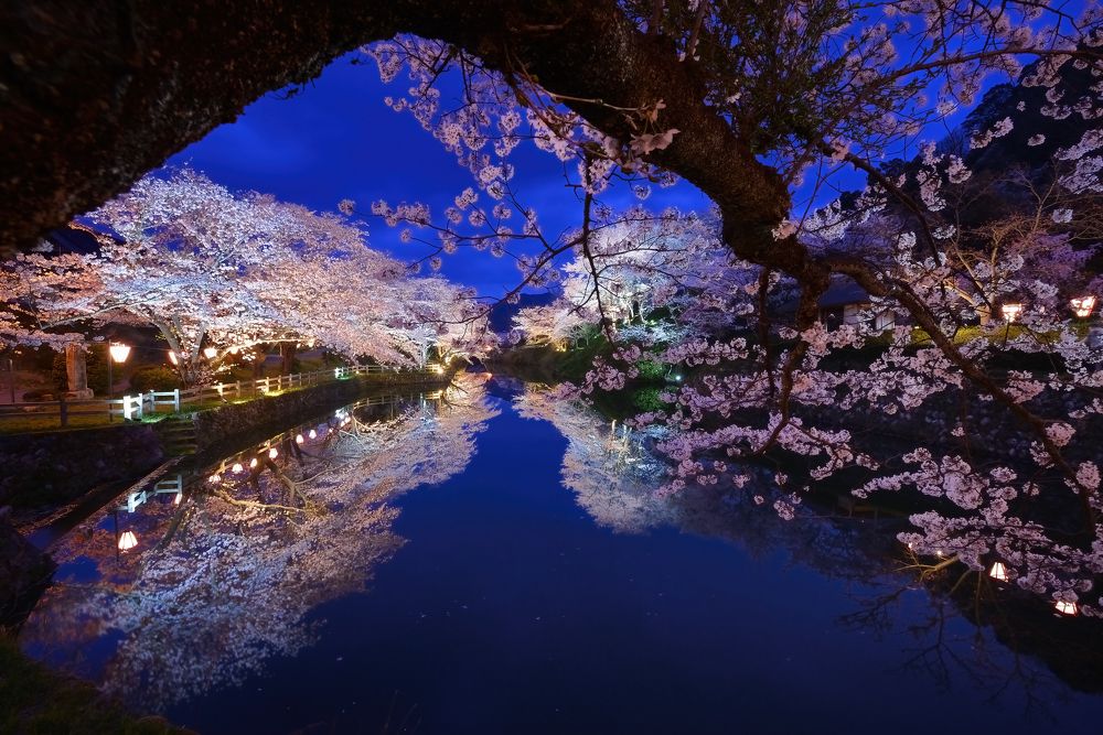 夜桜