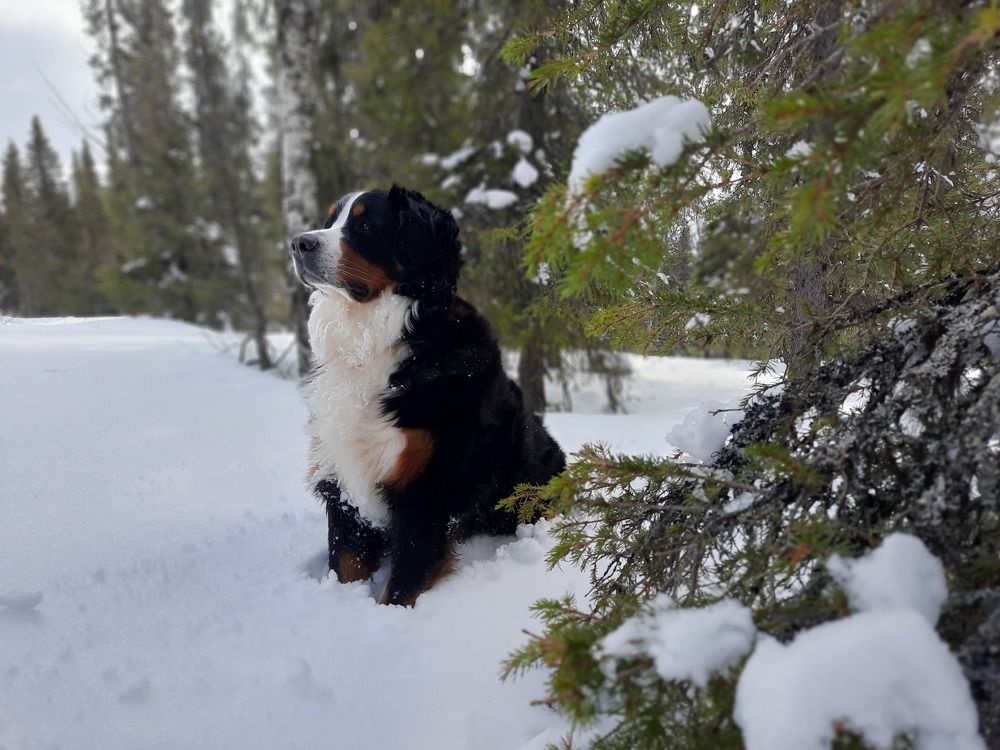 Фотография автора Владимир Романов