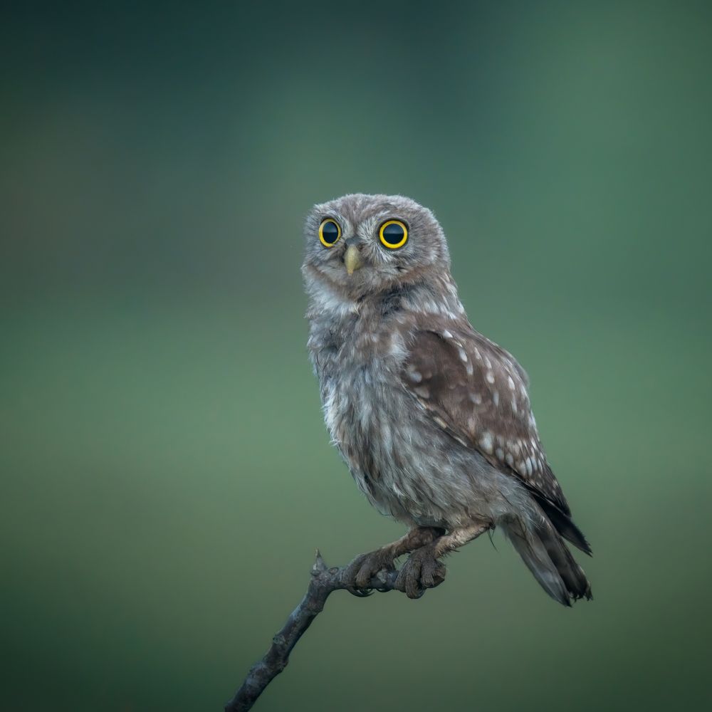 Photograph by Plekhanov Alexander