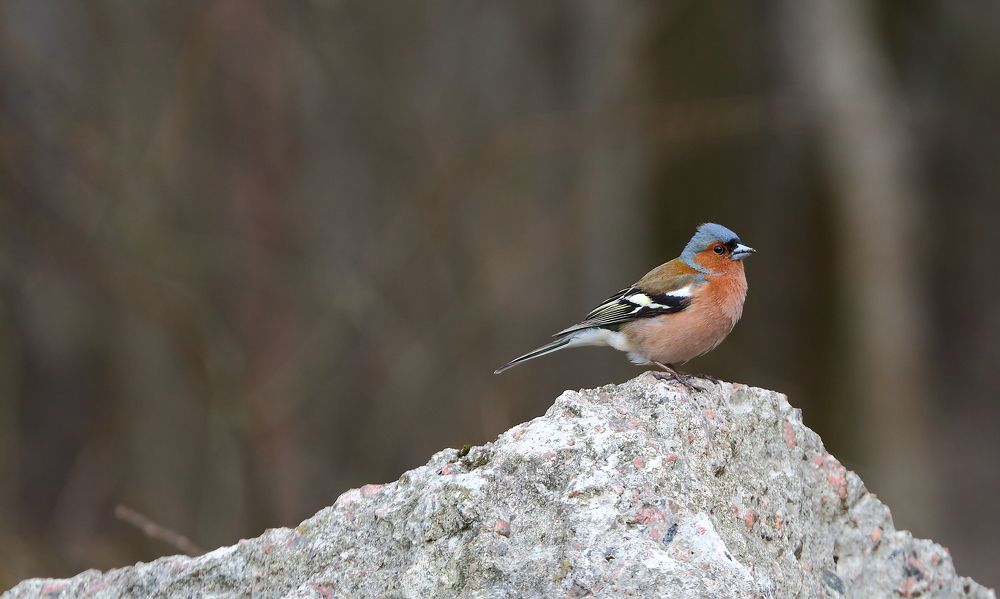 Photograph by Станислав Вершинин