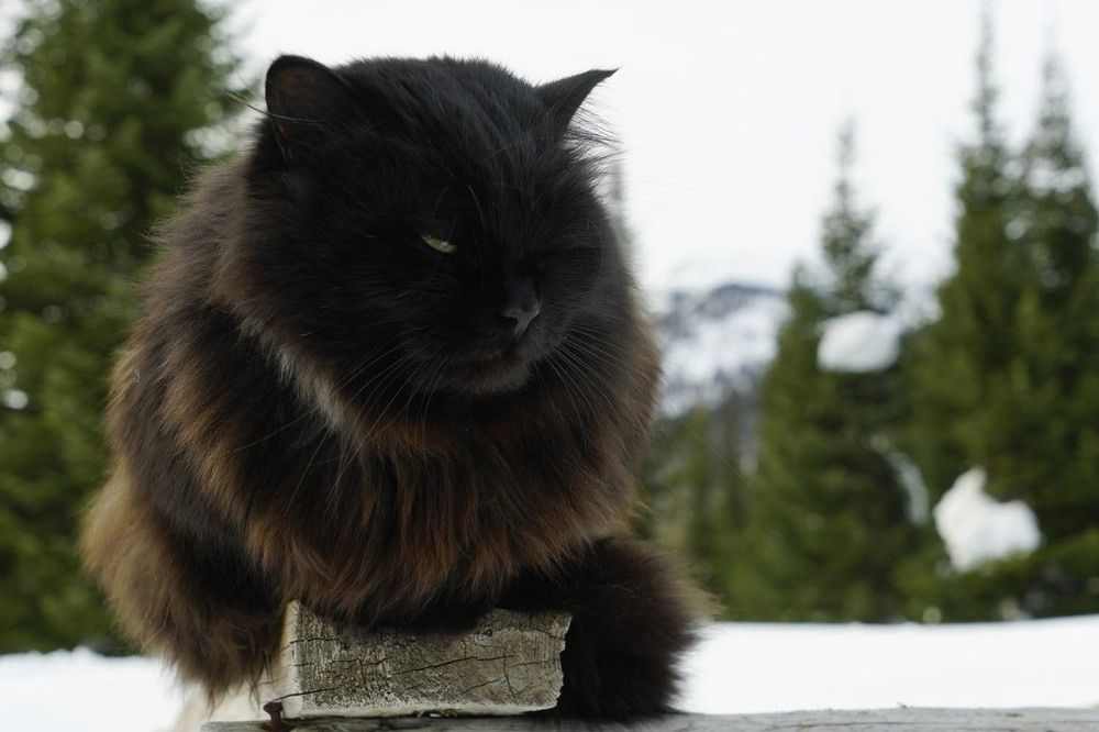 Фотография автора Татьяна Добровольская