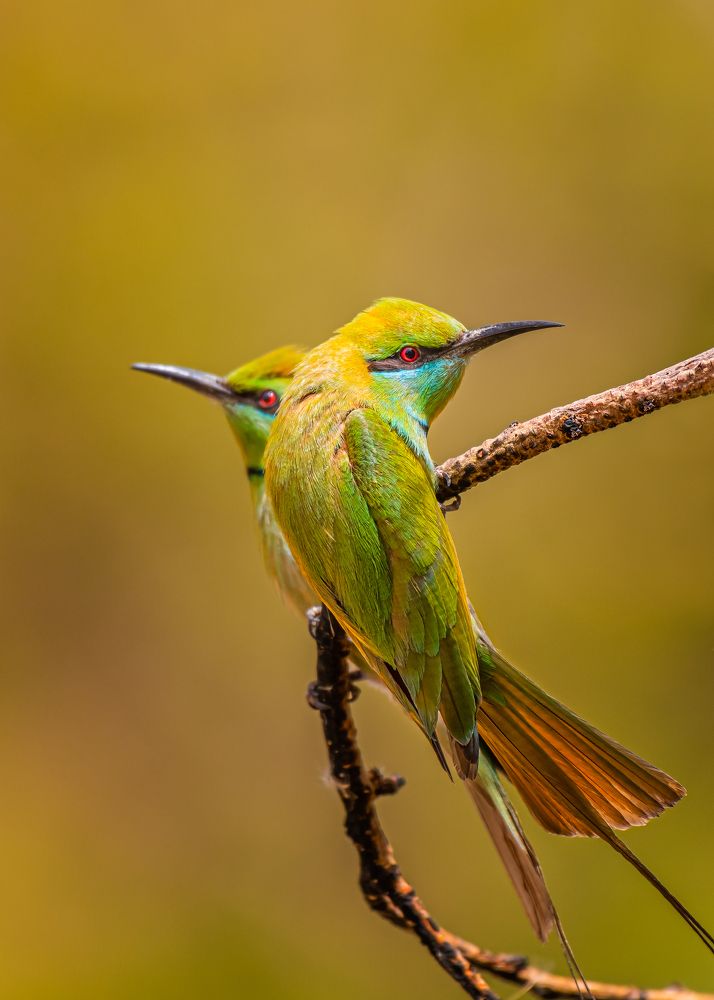 Little green bee-eater