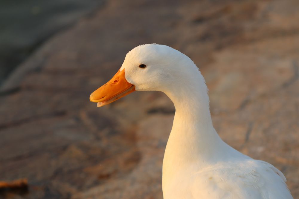 Photograph by Mohammed Saad