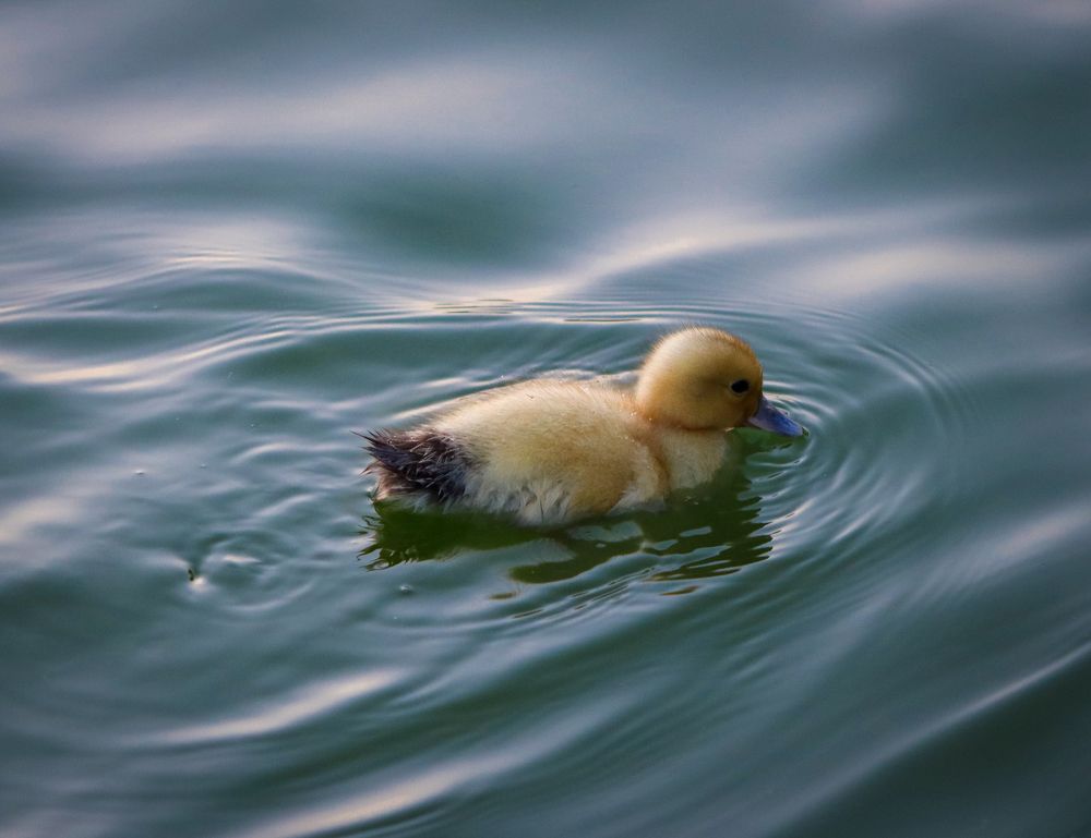 Photograph by Mohammed Saad