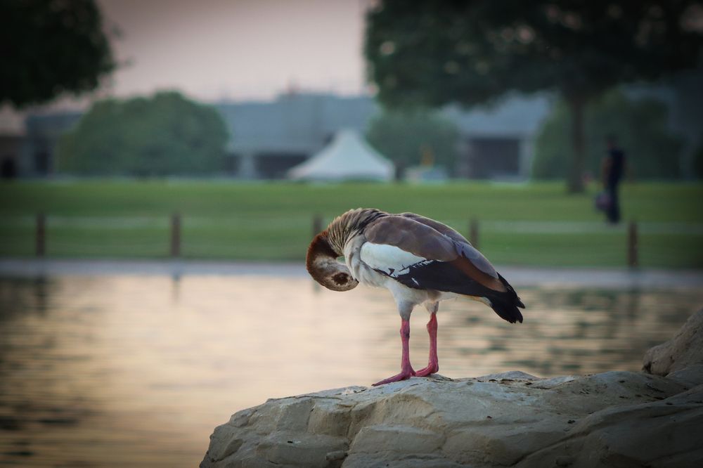 Photograph by Mohammed Saad