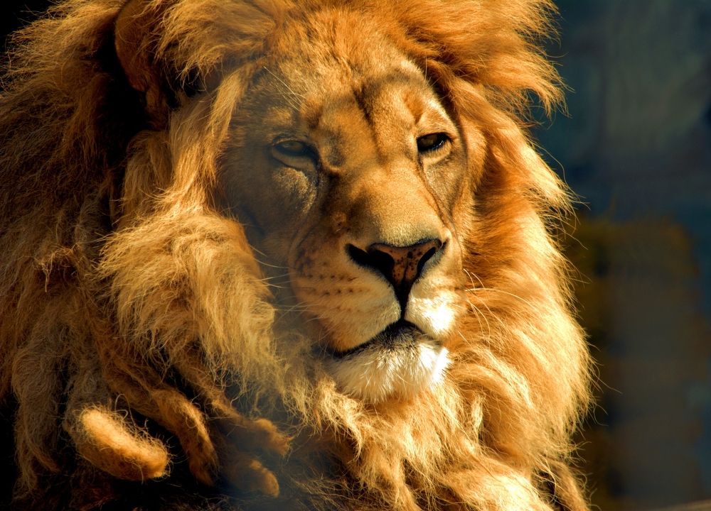 Я есть Царь!