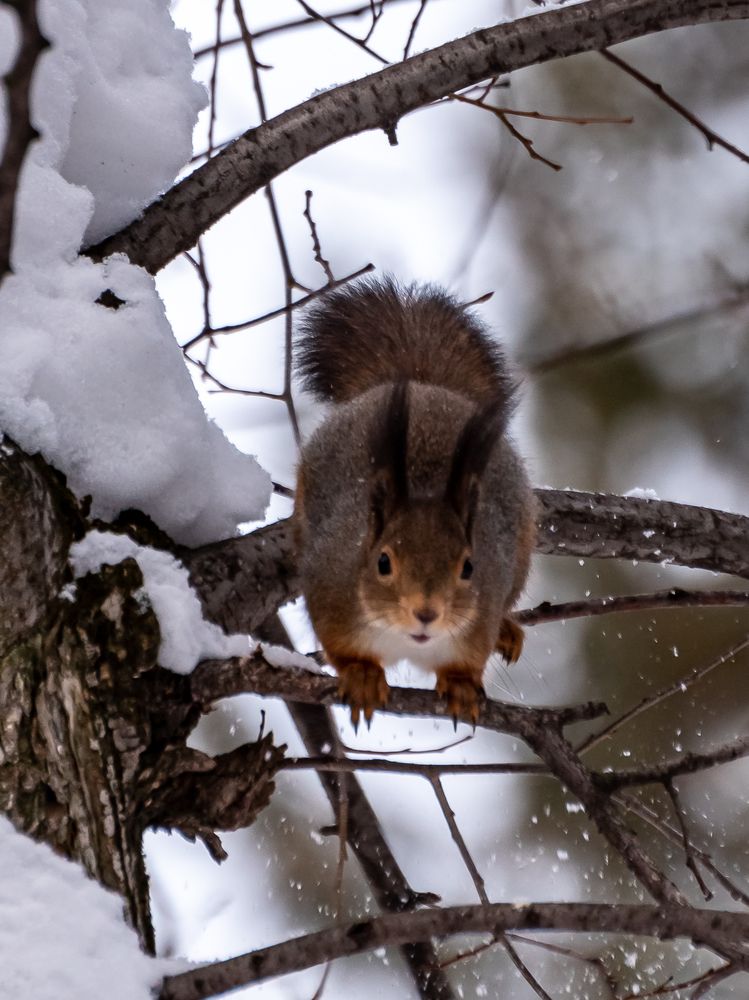 Беличья семья