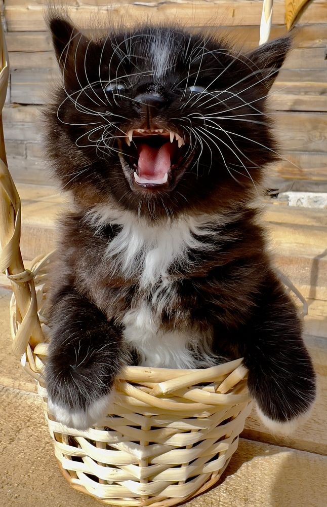 Photograph by Елена Мизина