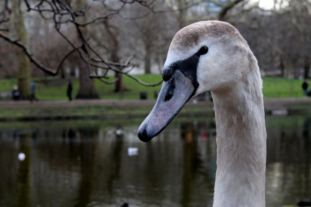Фотография автора César Carrion