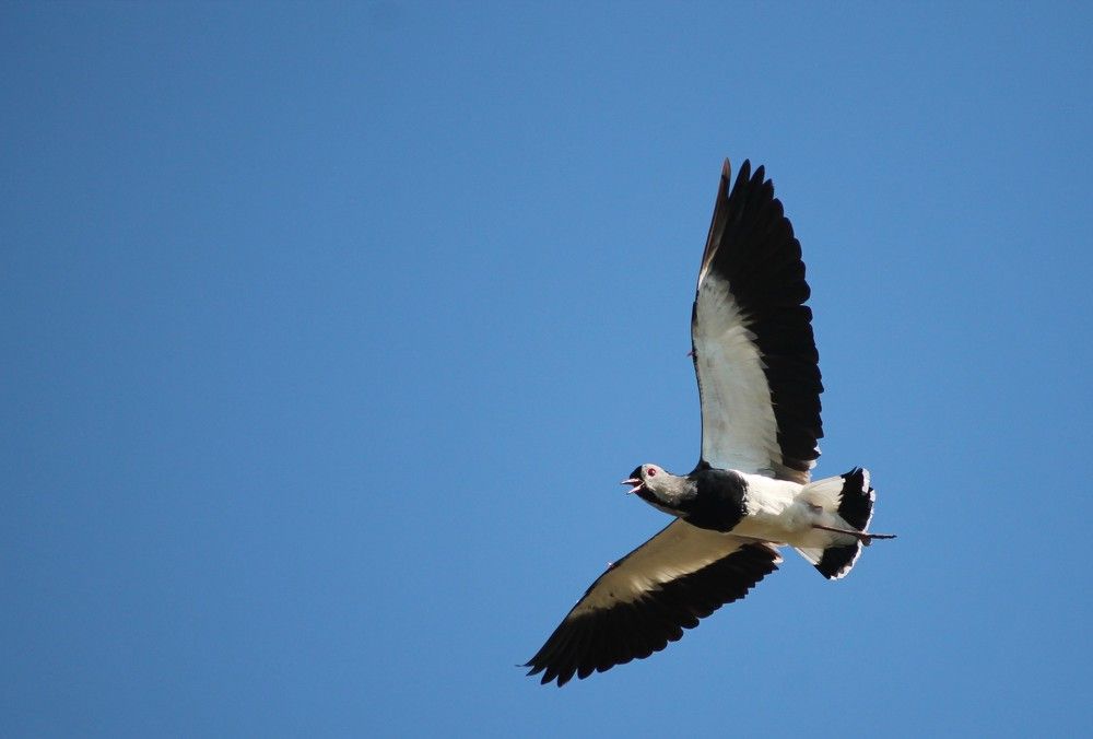 Фотография автора César Carrion