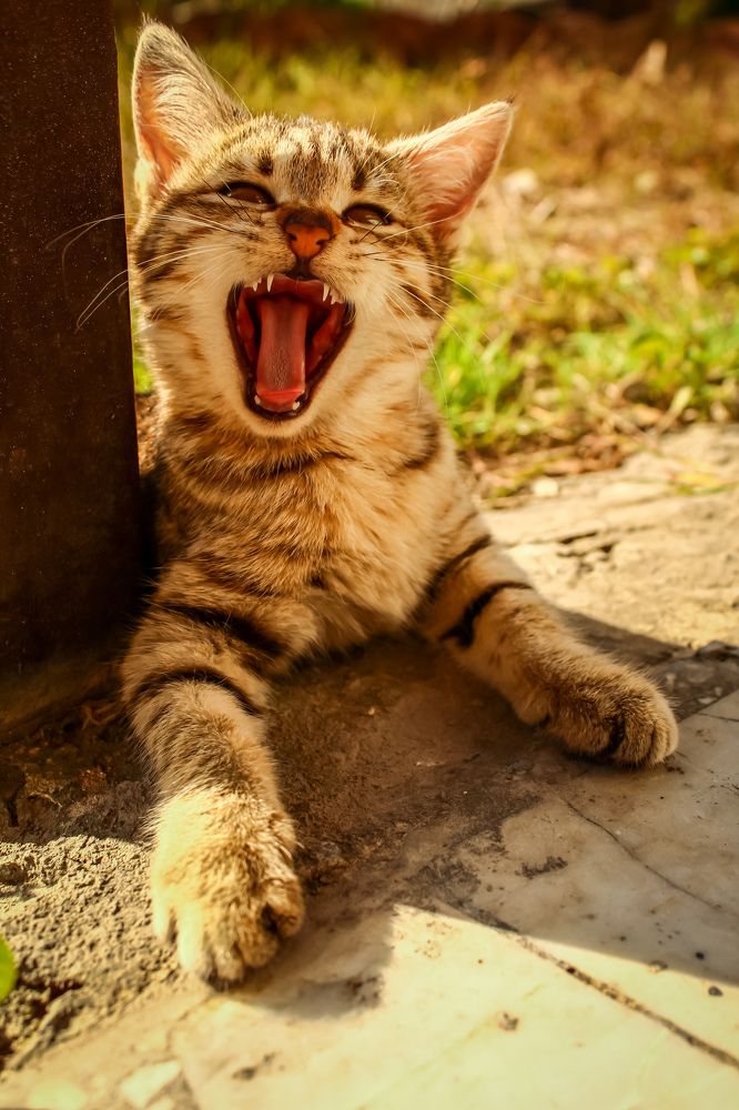 Photograph by talanavard farzad