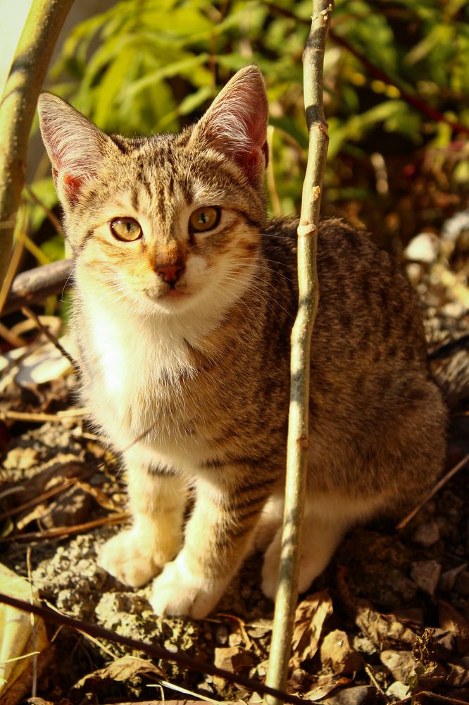 Photograph by talanavard farzad