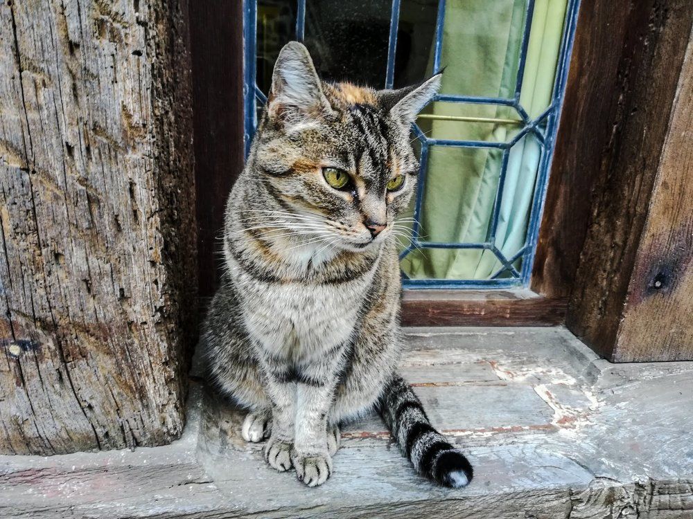 Кошка на окошке