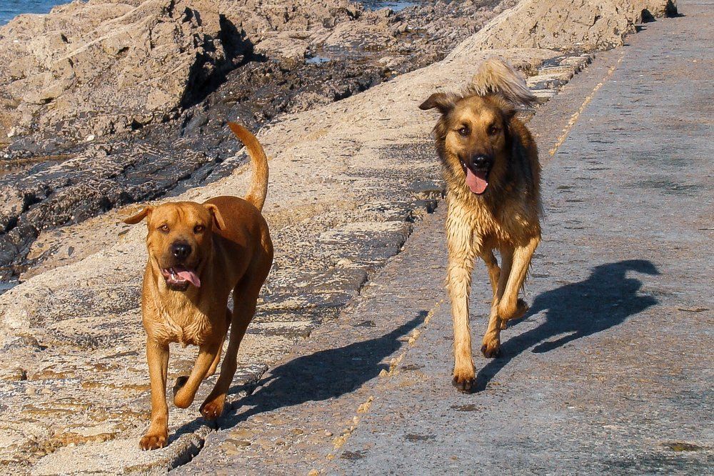 Два товарища