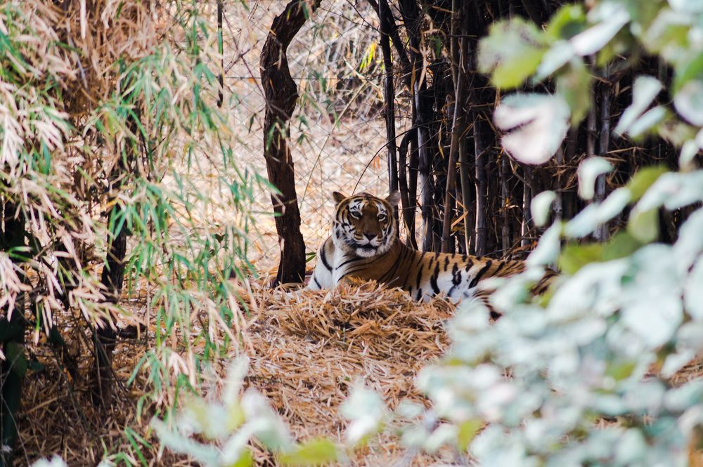 Photograph by Nikhil Raghuwanshi
