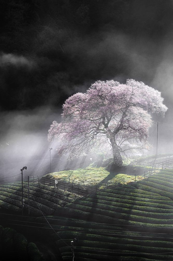 Photograph by Matsubara Hiroki