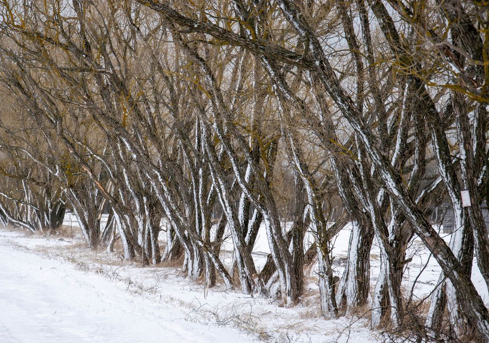 Photograph by Nora Cheprasova