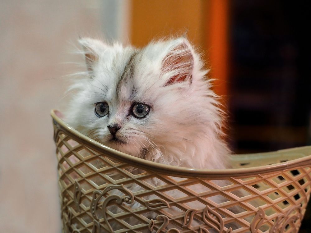 Photograph by Евгений Фазлеев