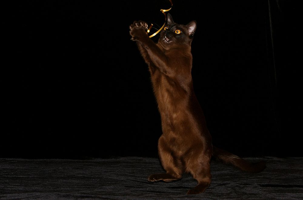 Фотография автора Надежда Лисицына