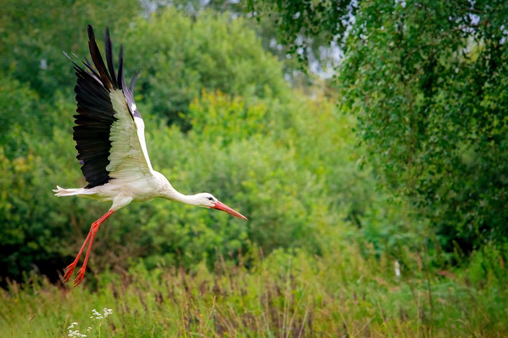 Photograph by Татьяна Семенова