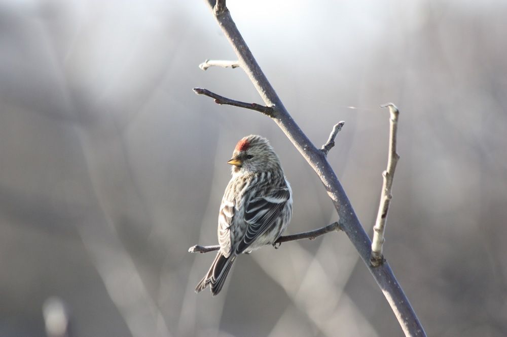 Обыкновенная чечётка(лат. Acanthis flammea)