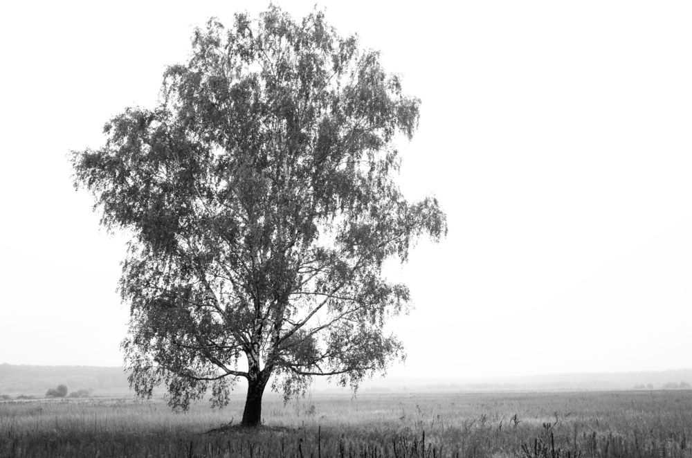 Фотография автора Ольга Шкотова